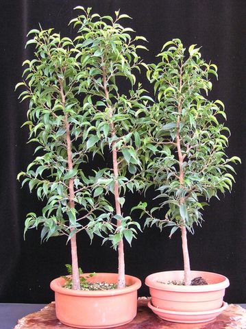 Ficusstecklinge 2007 neue Bilder 837244.jpg