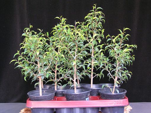 Ficusstecklinge 2007 neue Bilder 837253.jpg