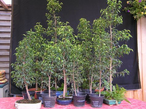 Ficusstecklinge 2008 vor dem Schnitt  neue Bilder 841497.jpg