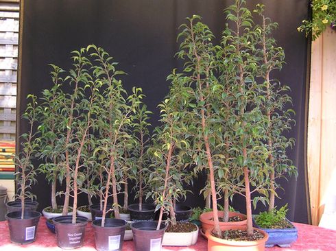 Ficusstecklinge 2008 nach dem Schnitt neue Bilder 841499.jpg