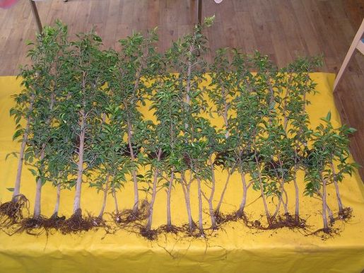 Ficusstecklinge 2010 vor der Gestaltung   neue Bilder 586.jpg