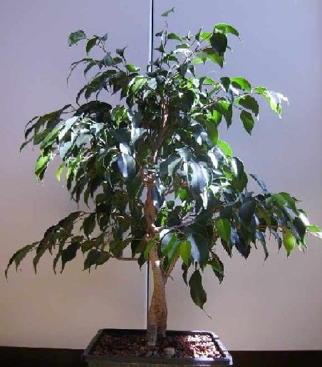 Fic_aufr_Apr10_vorn.jpg