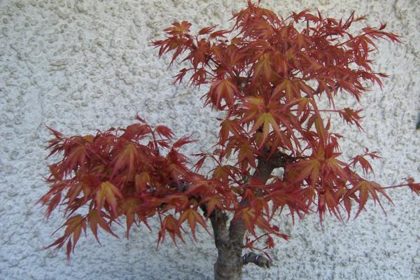 100_6460_600x400.jpg