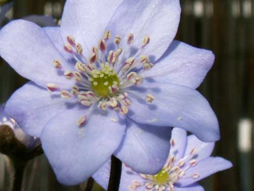 Leberblümchen3.jpg