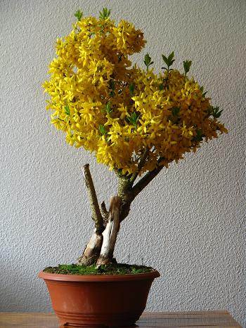 Forsythia intermedia Minigold - Forsythie 002-1.JPG