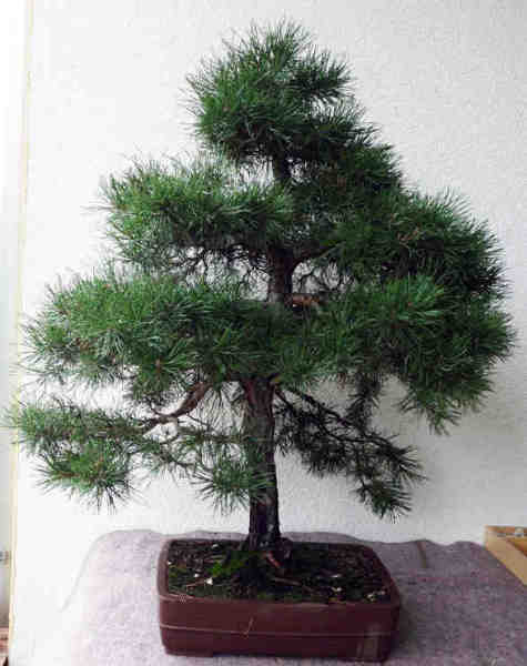 P1020111a.JPG