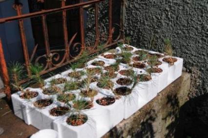 pinus thunbergii (3. jahr).JPG