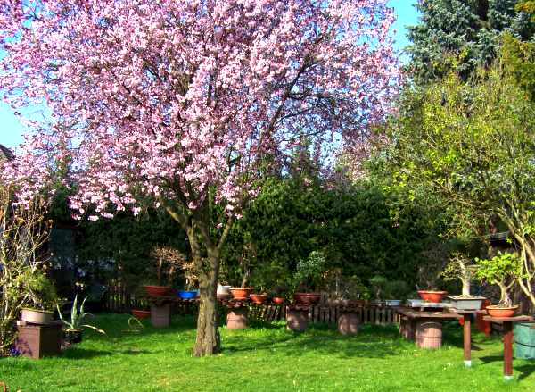 MerlinGarten1April2010.jpg