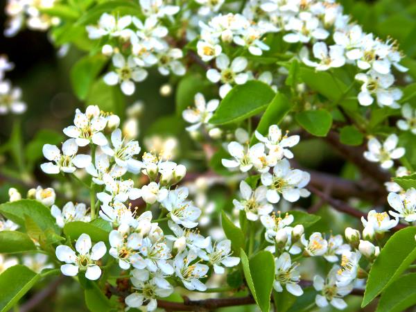 PrunusMahaleb1MerlinApril2010.jpg