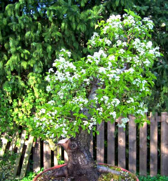PrunusMahaleb2MerlinApril2010.jpg