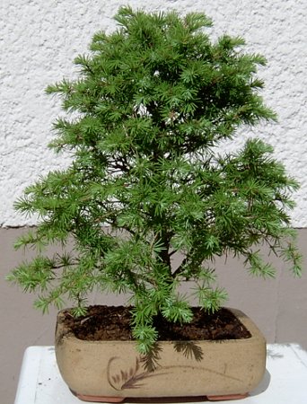 Lärche-Mai-2008-3.jpg