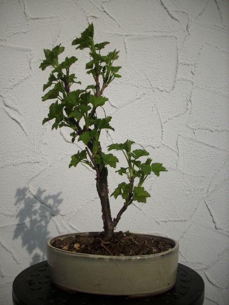 JohannisbeereDSCI0030.jpg