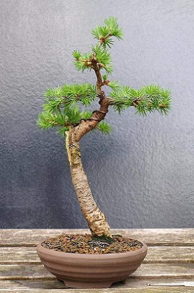 larix decidua213 27-4-2010.JPG