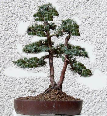 Wacholder_Magjo_v.jpg