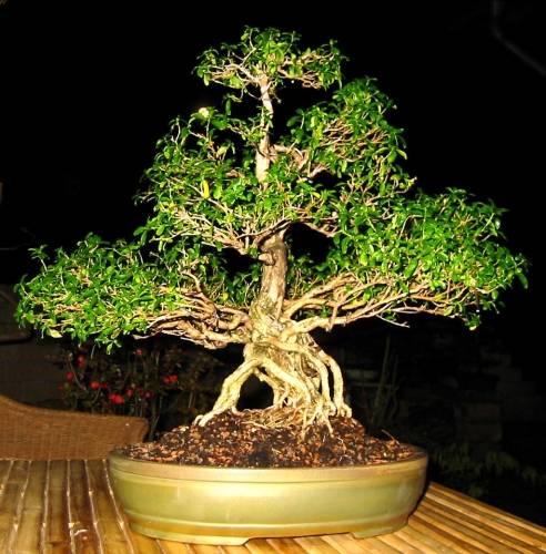 serissa10.jpg