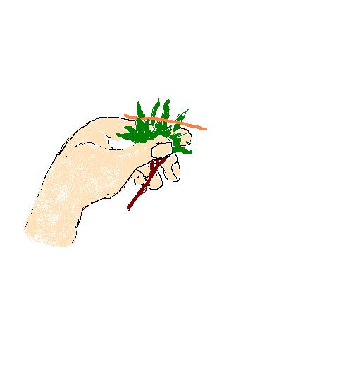 Zupfende Hand 2.JPG