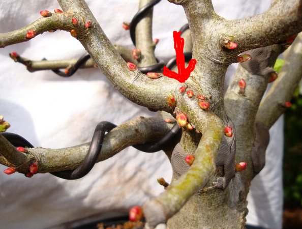 comp_DSC02420.jpg