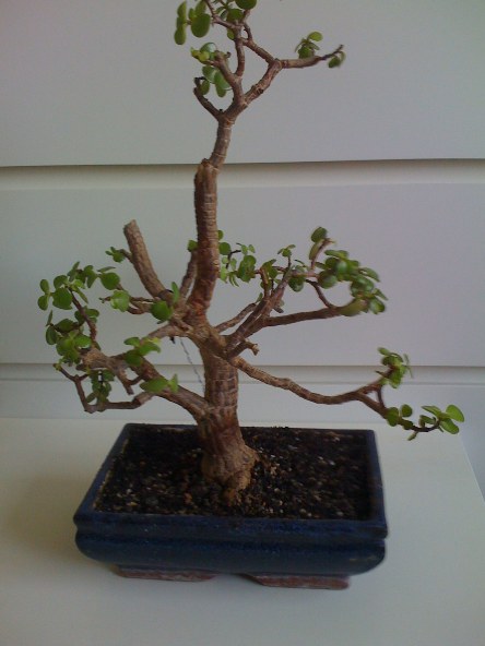 Speckbaum1.jpg