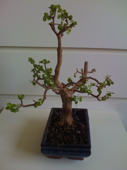 Speckbaum2.jpg