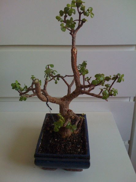 Speckbaum4.jpg