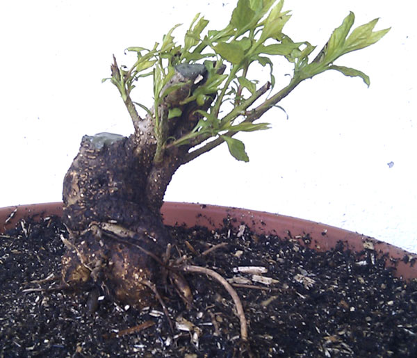 yamadori7myblhgoa.jpg