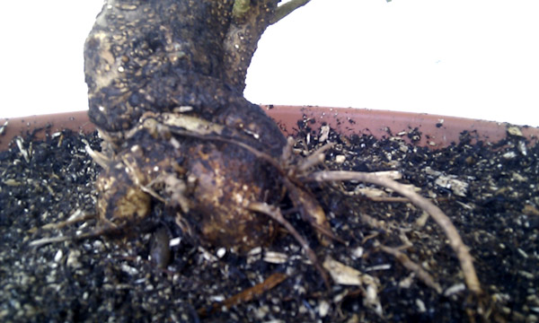 yamadori35puxh9nza.jpg