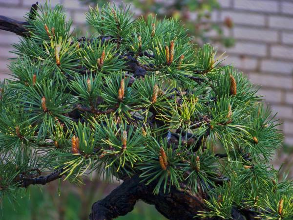 Sylvestris_MerlinMai1Nadeln.jpg
