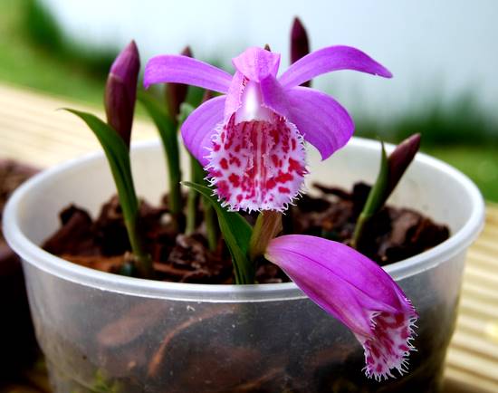 Martins Orchideen