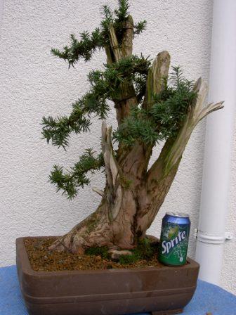 Eibe Erstgestaltung im Jahr 2009