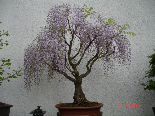 BlauApril104.jpg