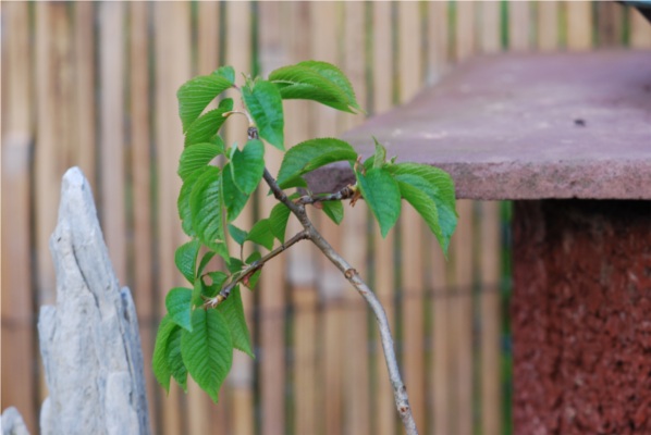 DSC_4769kl.JPG