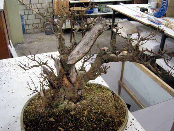 Zopf-Liguster.jpg