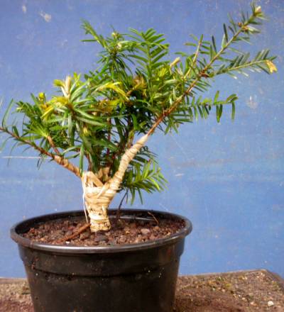 IMGP6609.JPG