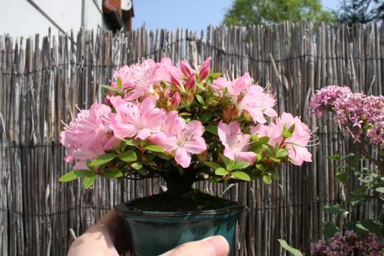 Rhododendron indicum (Satsuki Azalee)<br />Sorte : Kakuo<br />Größe : 8 cm