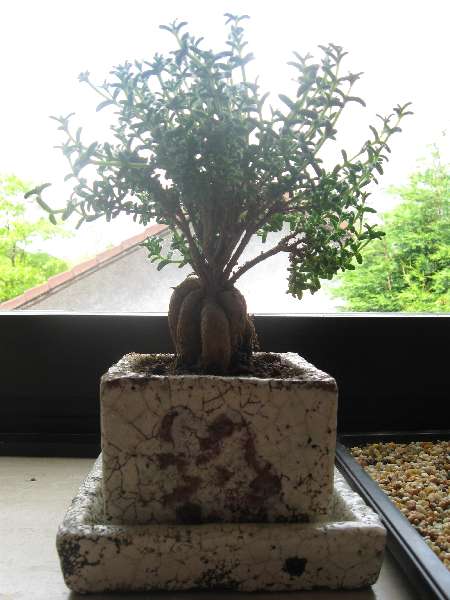 Trichodiadema Stellatum als Bonsai