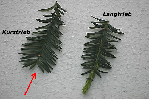 kruz_langtrieb.jpg