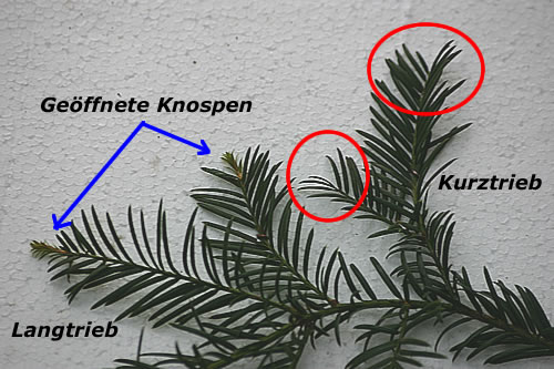 kruz_langtrieb1.jpg
