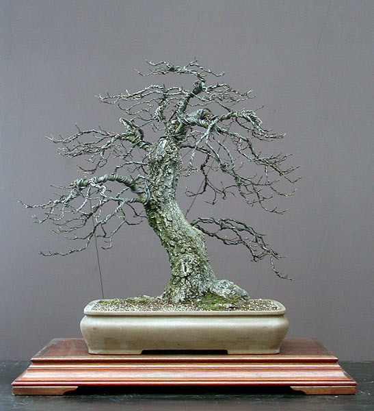 Flaumeiche, Quercus pubescens, 85 cm hoch, Schale Korea