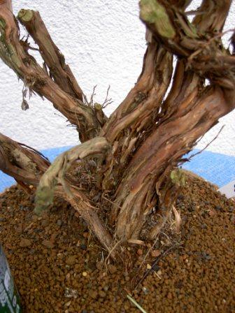 potentilla 2.jpg