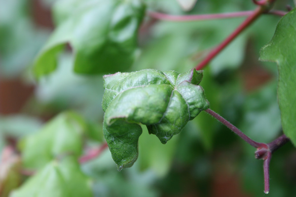 Feldahorn-Blatt.jpg2.jpg