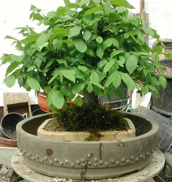DSCN3235v.jpg