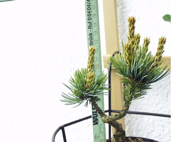Mädchenkiefer 2jährig.JPG