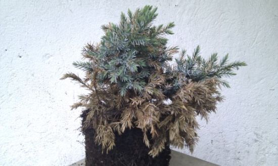 juniperus.jpg