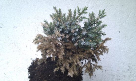 juniperus2.jpg