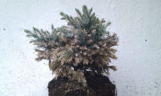 juniperus3.jpg