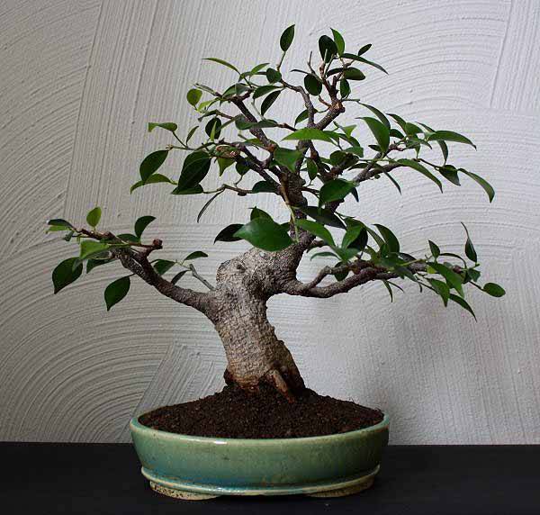 Ficus.jpg