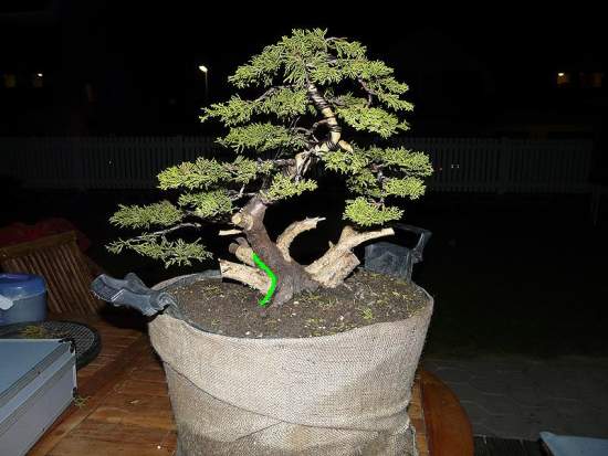 RolanJuniperus0510.jpg