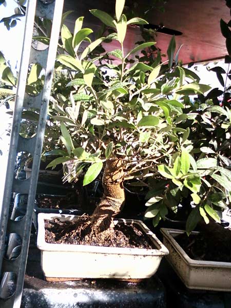 olea-09.jpg