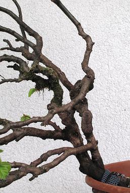 Buche_klein_detail_bff.jpg