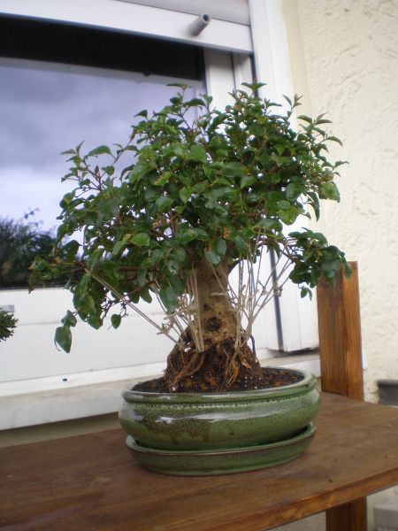 P5070236_450x600.JPG